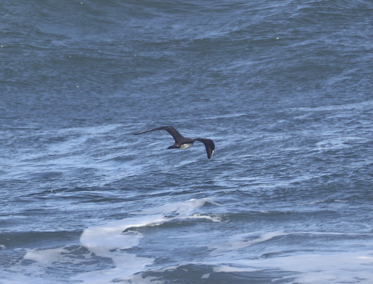 Pomarine Jaeger - ML642891894