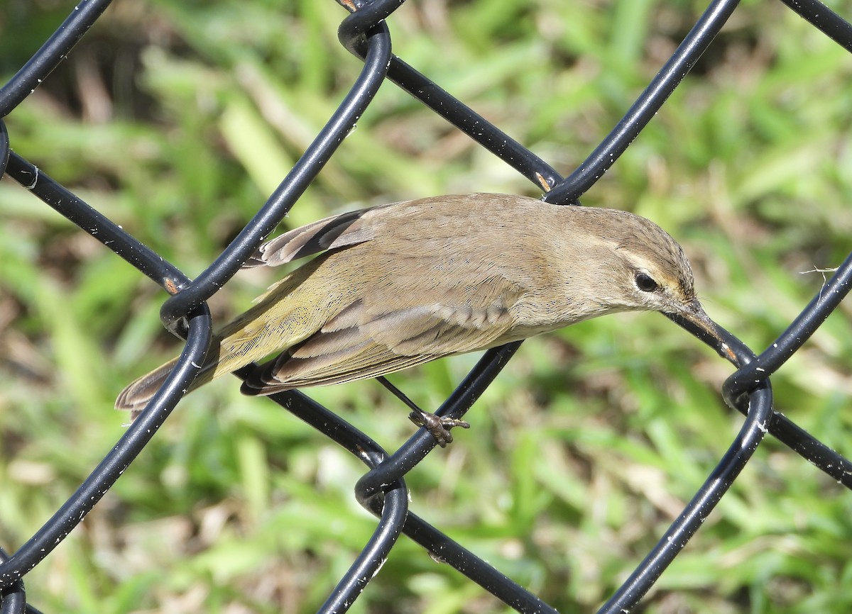 Palm Warbler - ML642891895