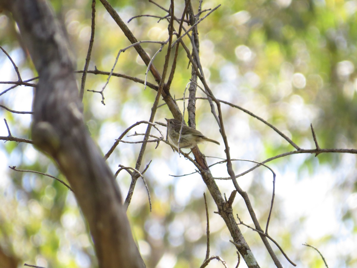 Striated Thornbill - ML642891917