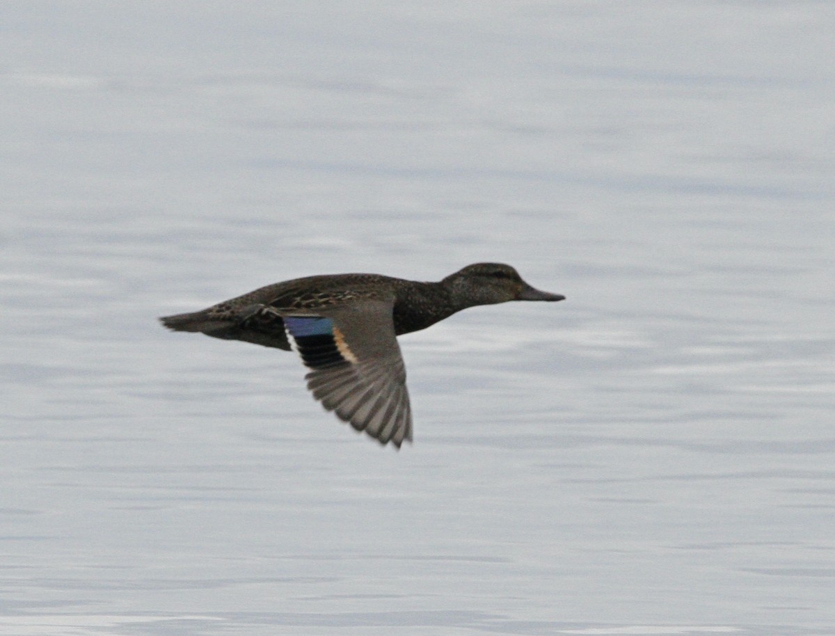 Green-winged Teal - ML642891920