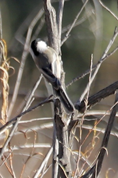 Black-capped Chickadee - ML642891924