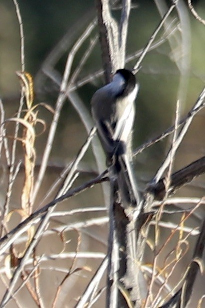 Black-capped Chickadee - ML642891925