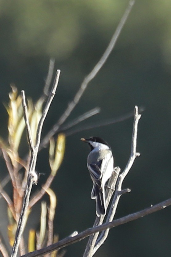 Black-capped Chickadee - ML642891926