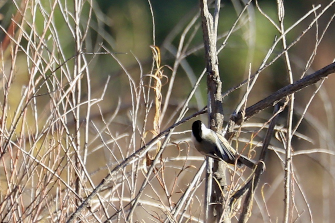 Black-capped Chickadee - ML642891927