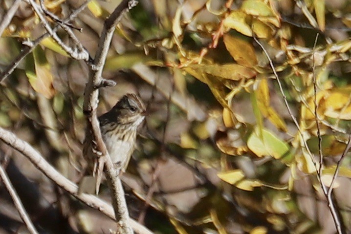 Lincoln's Sparrow - ML642891928