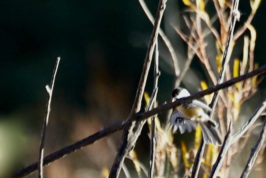 Black-capped Chickadee - ML642891929