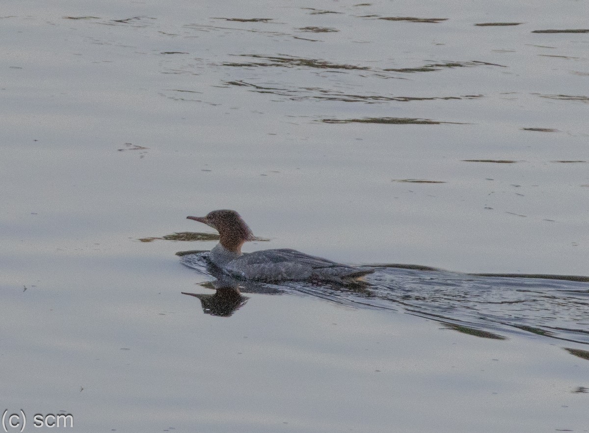 Common Merganser - ML642891940