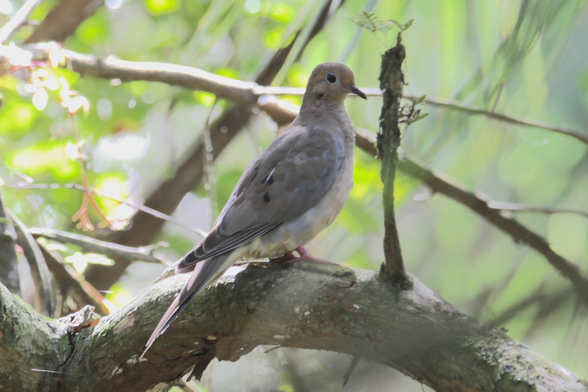 Mourning Dove - ML642891941