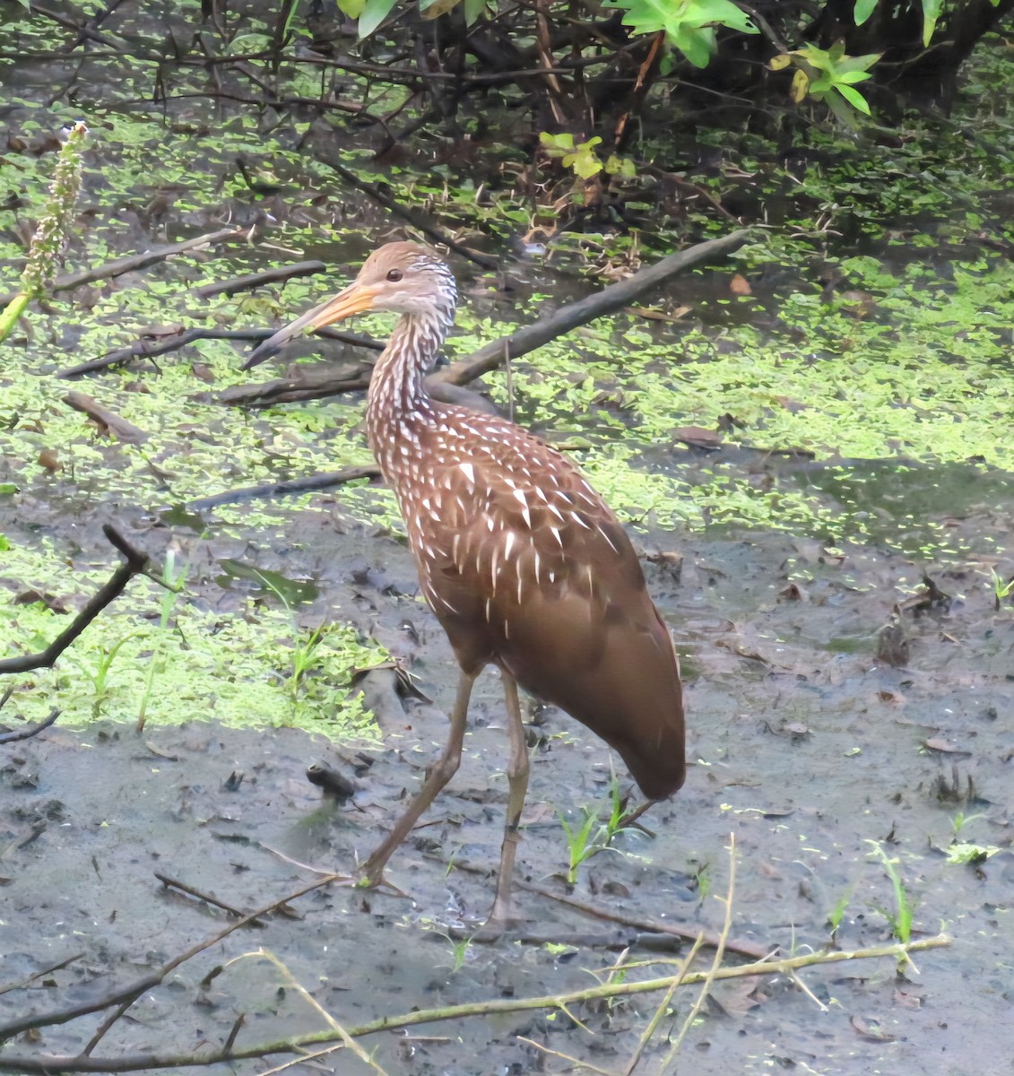 Limpkin - ML642891942