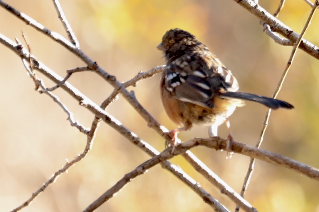 Spotted Towhee - ML642891945