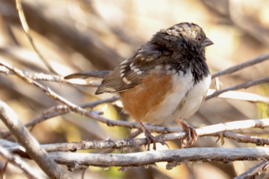 Spotted Towhee - ML642891946