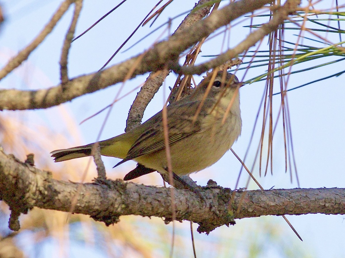 Palm Warbler - ML642891962