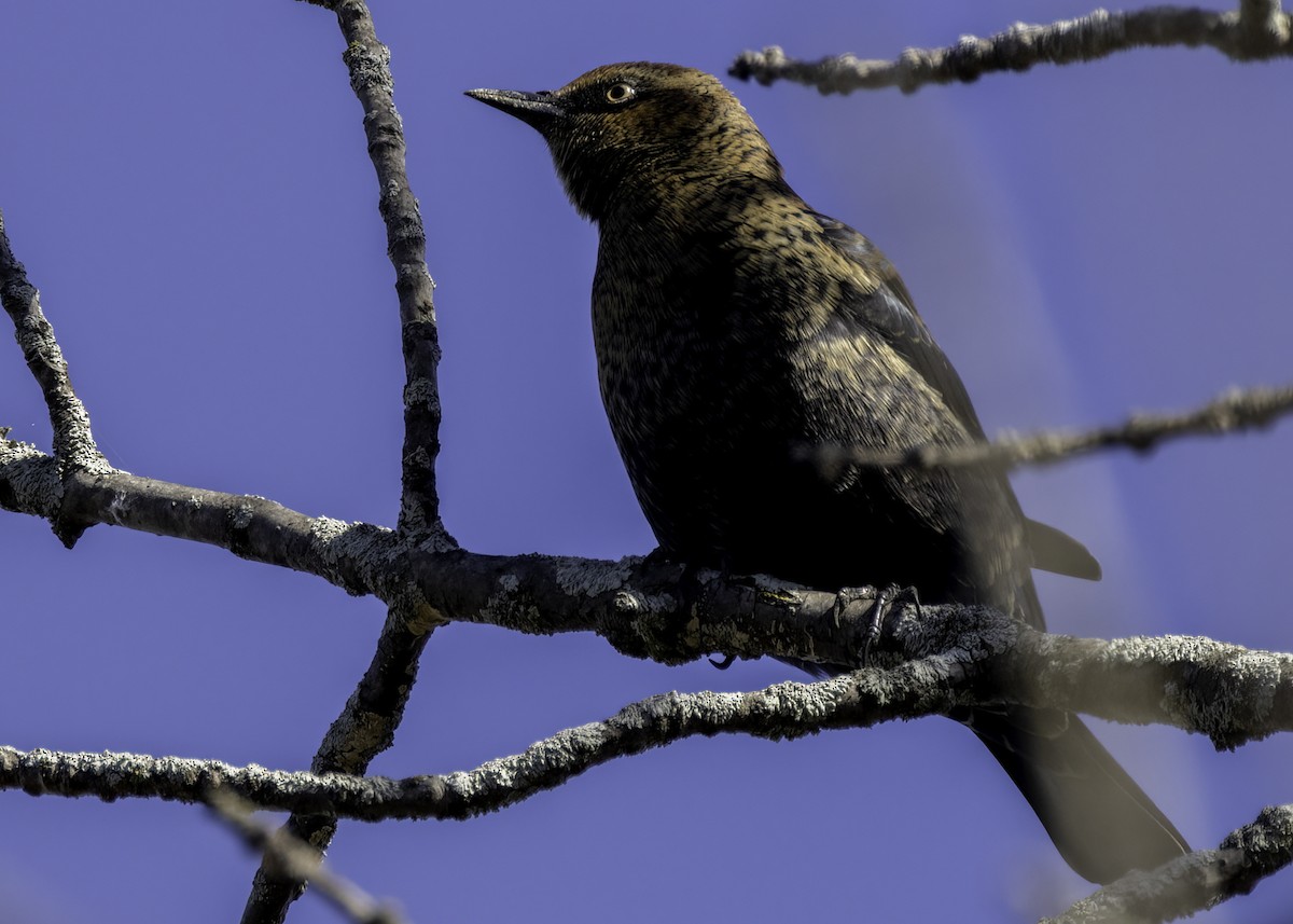 Rusty Blackbird - ML642891966