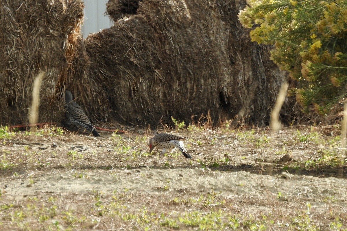 Northern Flicker - ML642891967