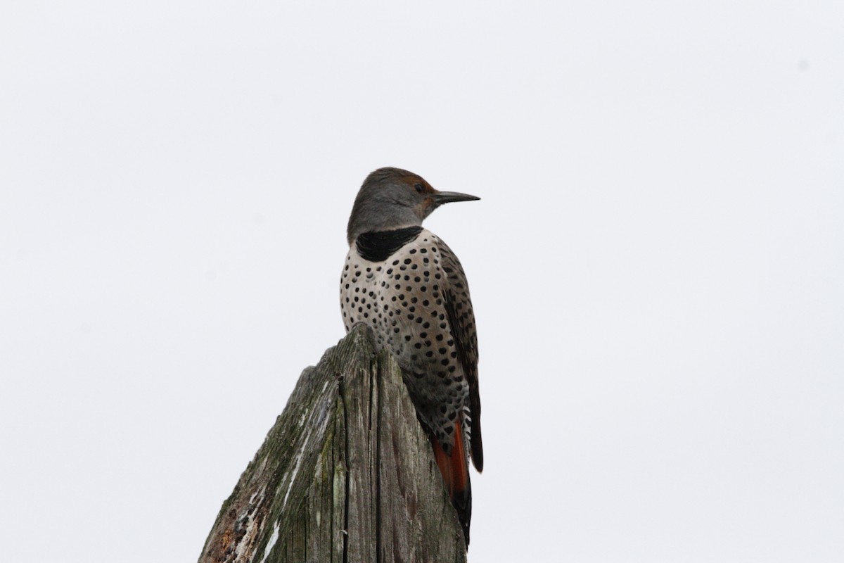 Northern Flicker - ML642891971