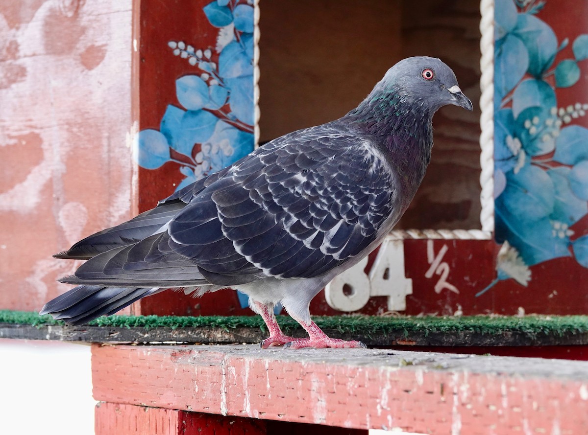 Pigeon biset (forme domestique) - ML642891972