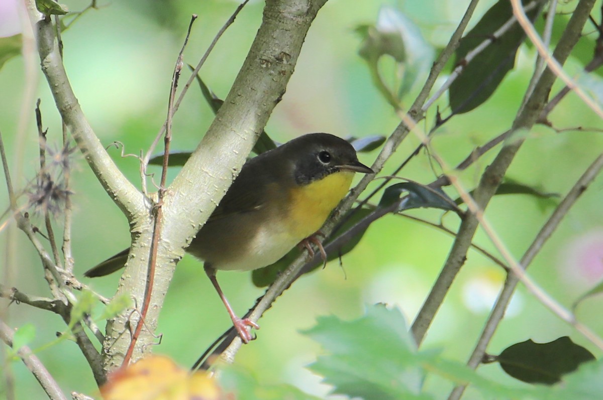 Common Yellowthroat - ML642891974