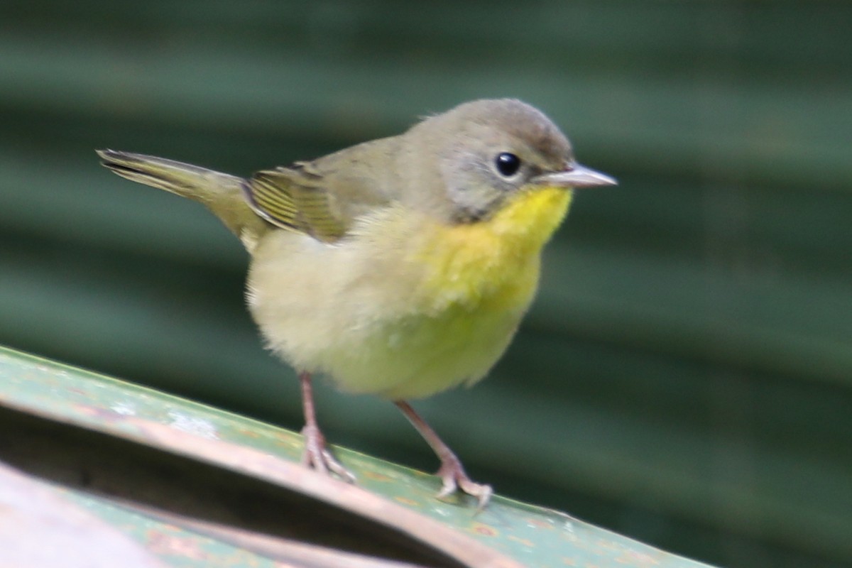 Common Yellowthroat - ML642891975