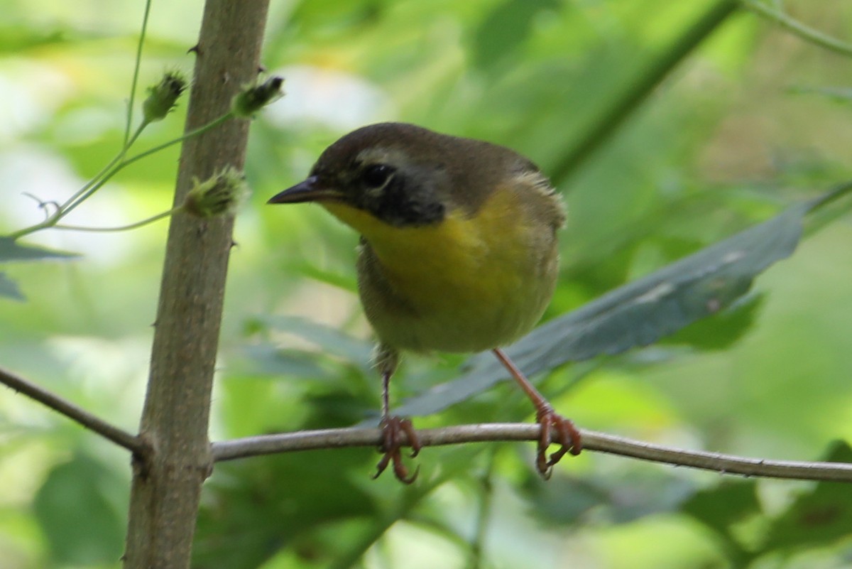 Common Yellowthroat - ML642891976