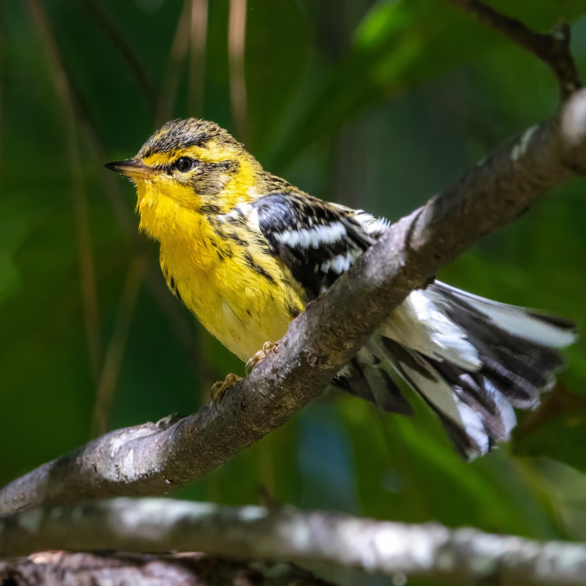 Blackburnian Warbler - ML642891985