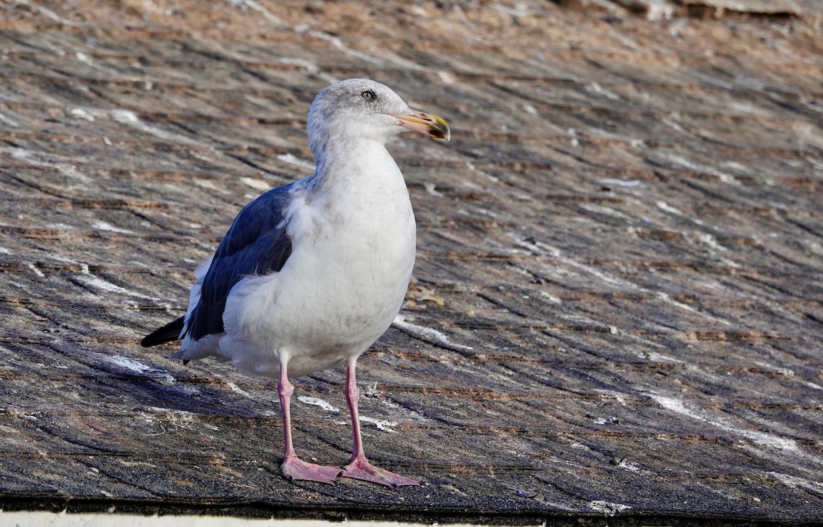 Goéland d'Audubon - ML642891988