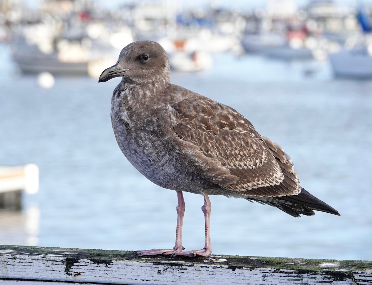 Goéland d'Audubon - ML642891989