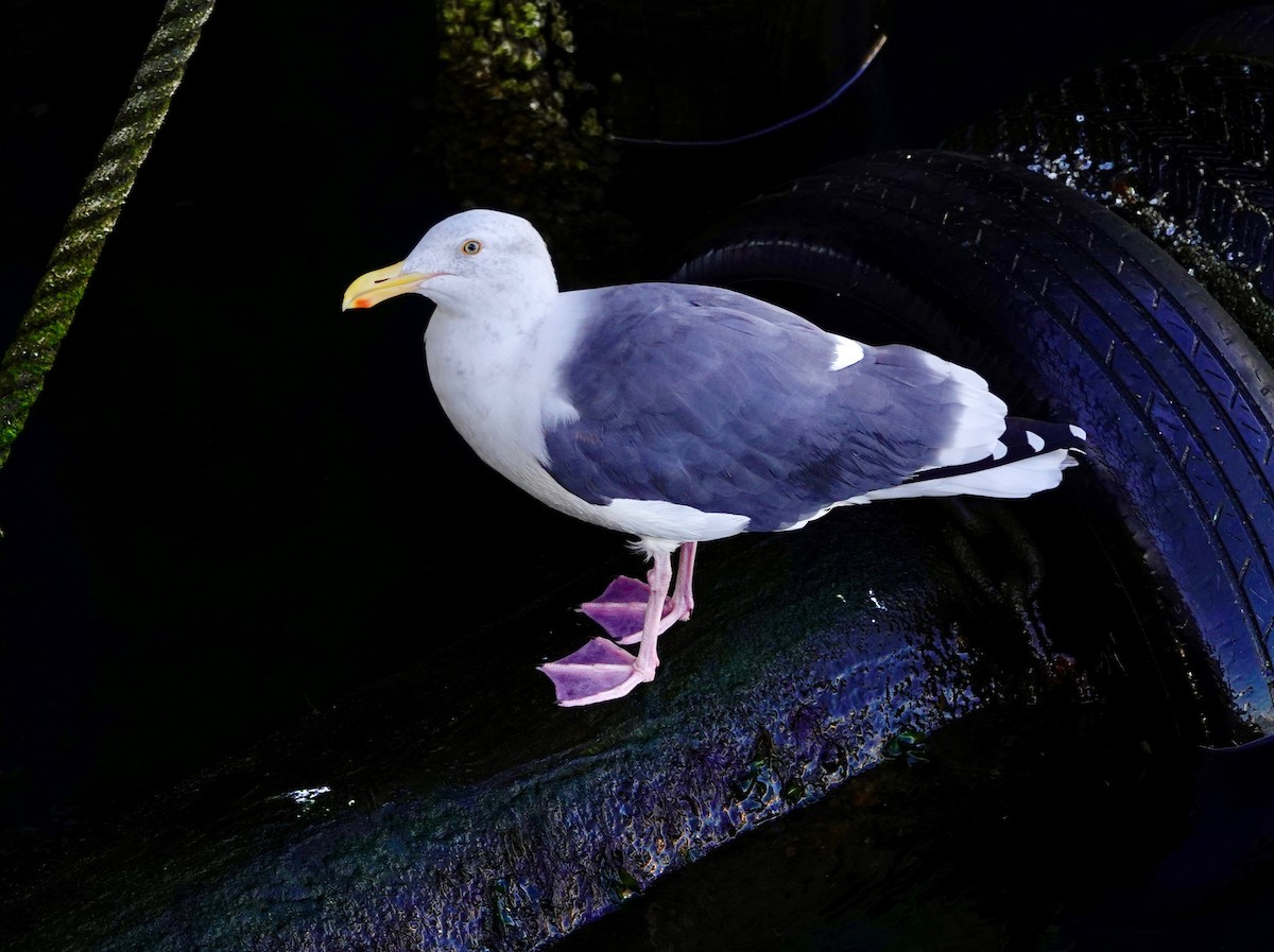 Goéland d'Audubon - ML642891990