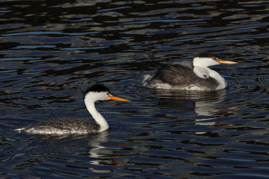 Clark's Grebe - ML642892005