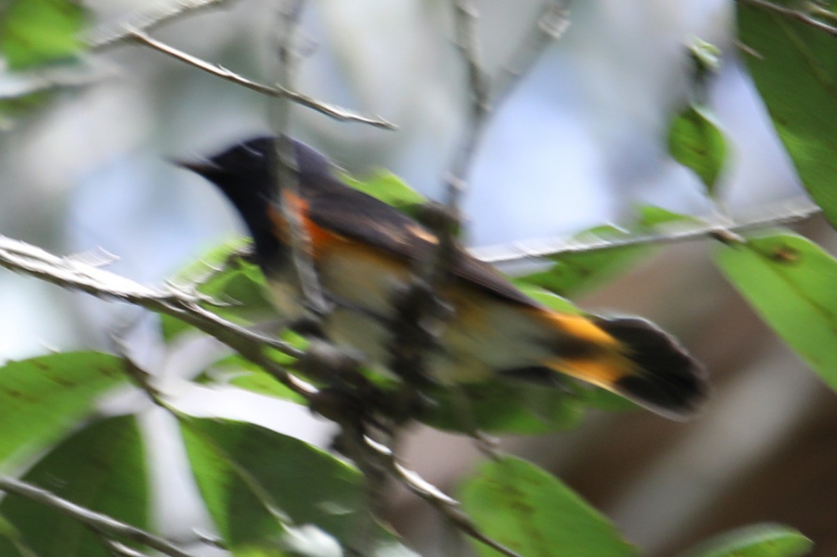 American Redstart - ML642892012