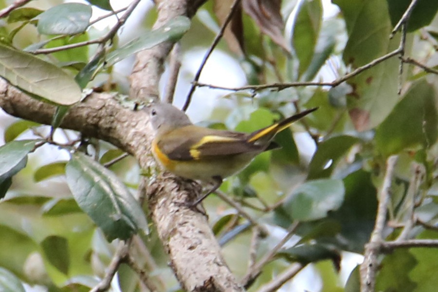 American Redstart - ML642892013