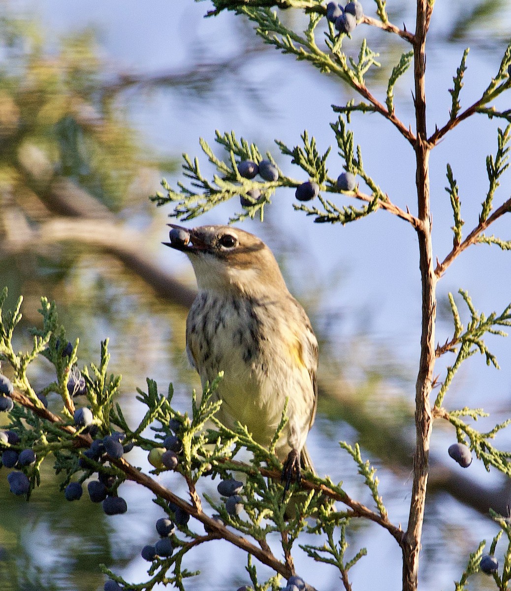 Yellow-rumped Warbler - ML642892017