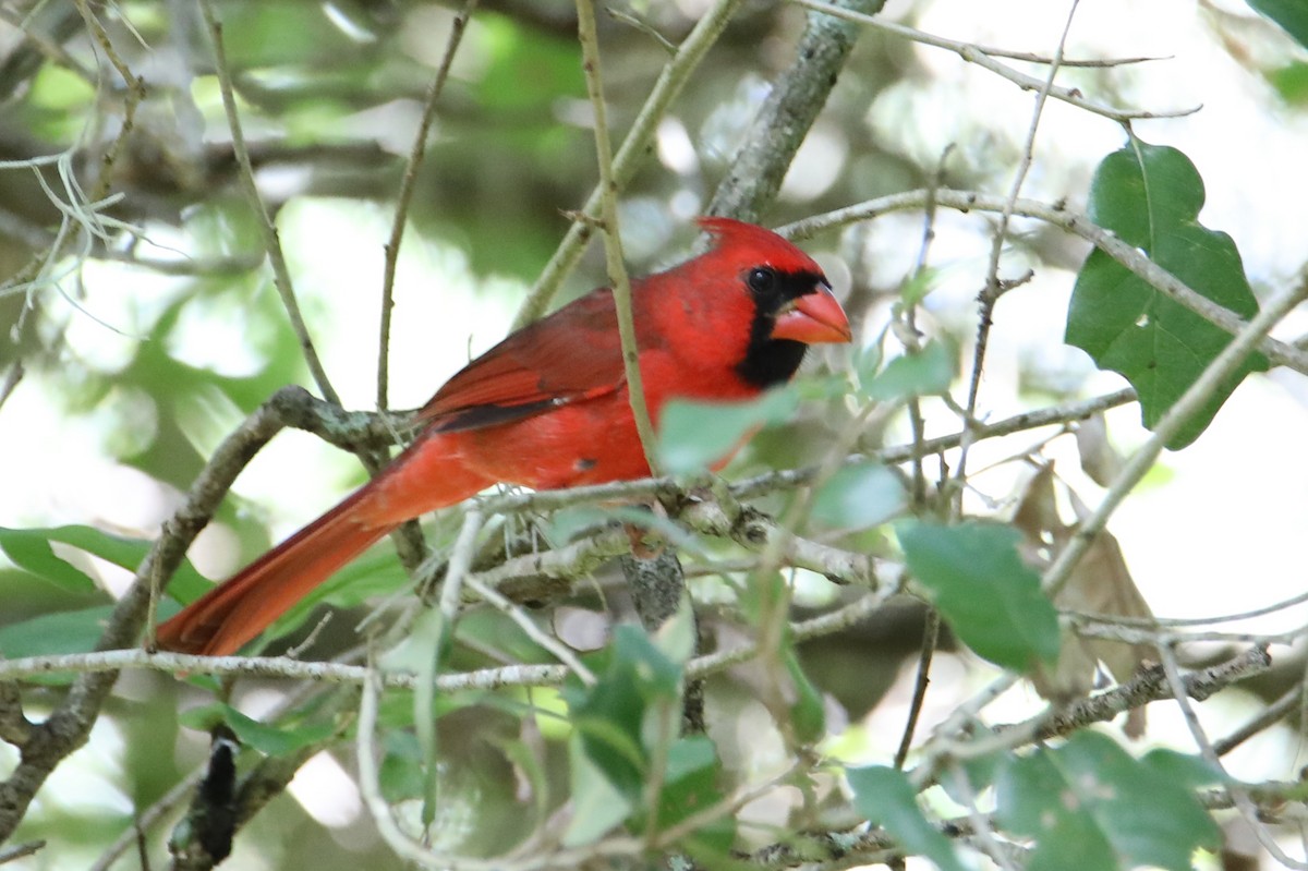 Northern Cardinal - ML642892020