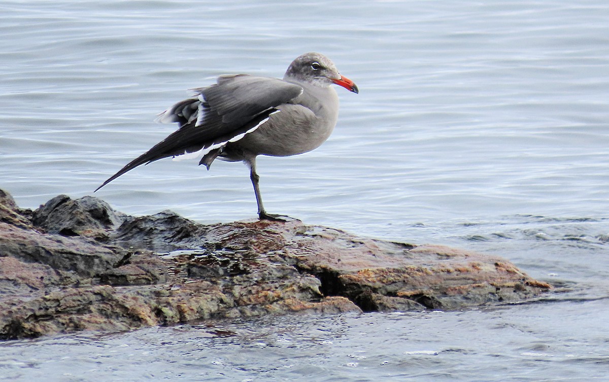 Heermann's Gull - ML642892021