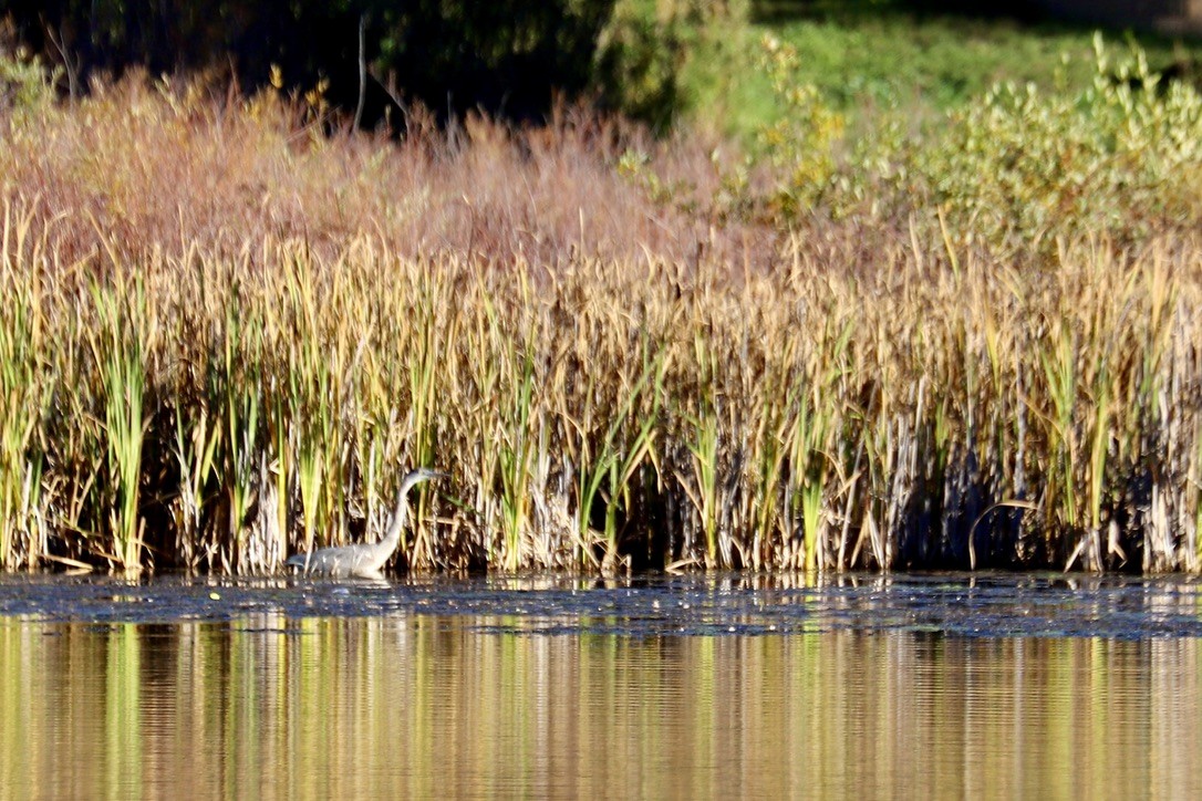 Great Blue Heron - ML642892023
