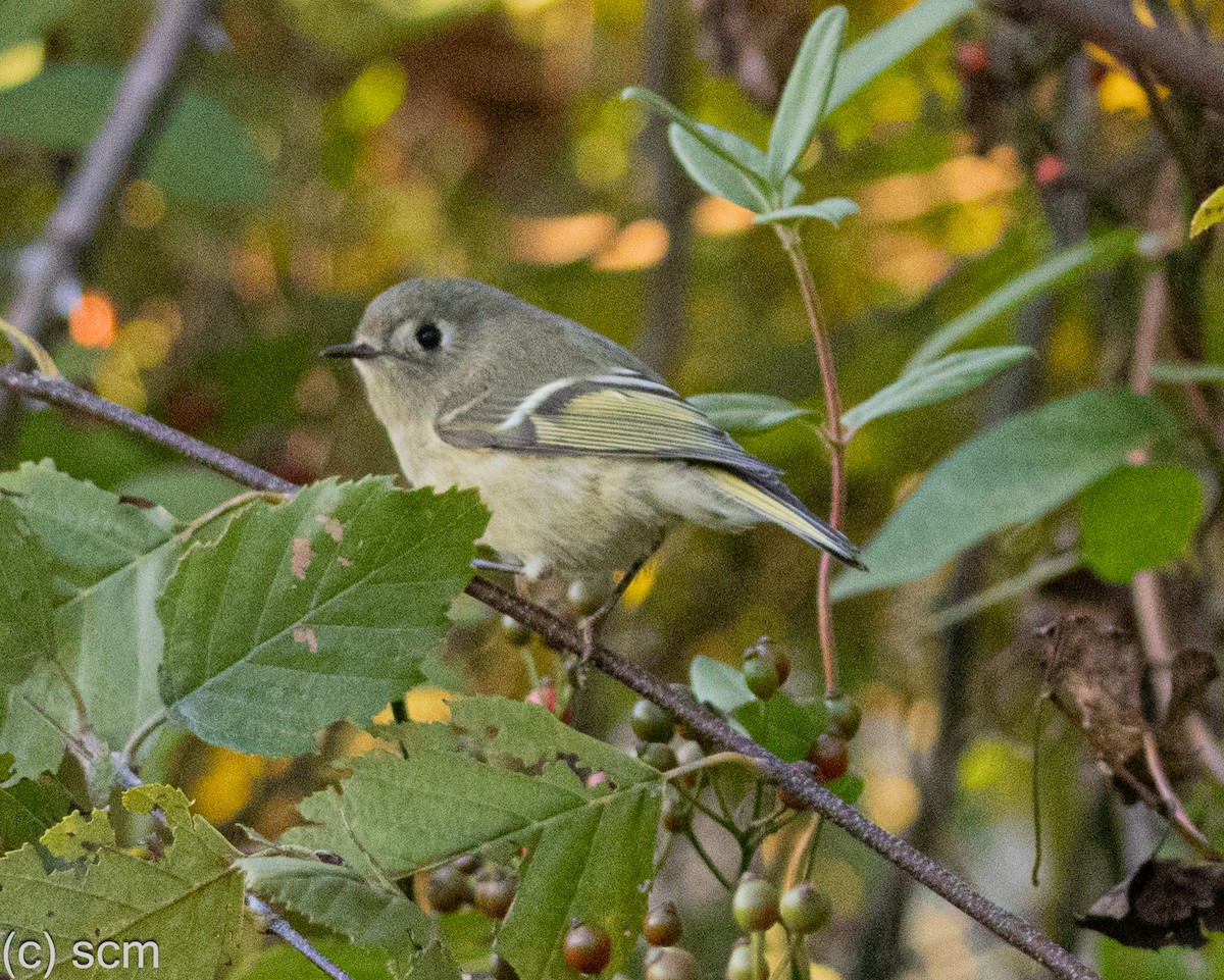 Ruby-crowned Kinglet - ML642892029
