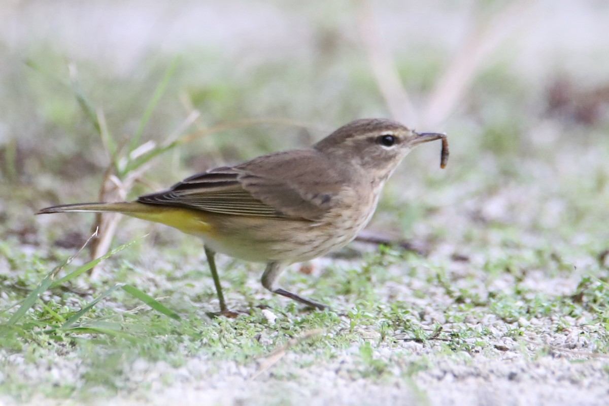 Palm Warbler - ML642892030
