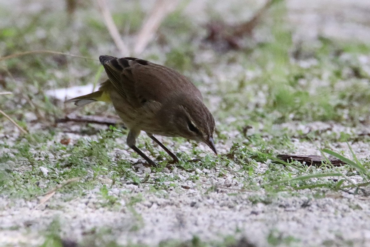 Palm Warbler - ML642892031