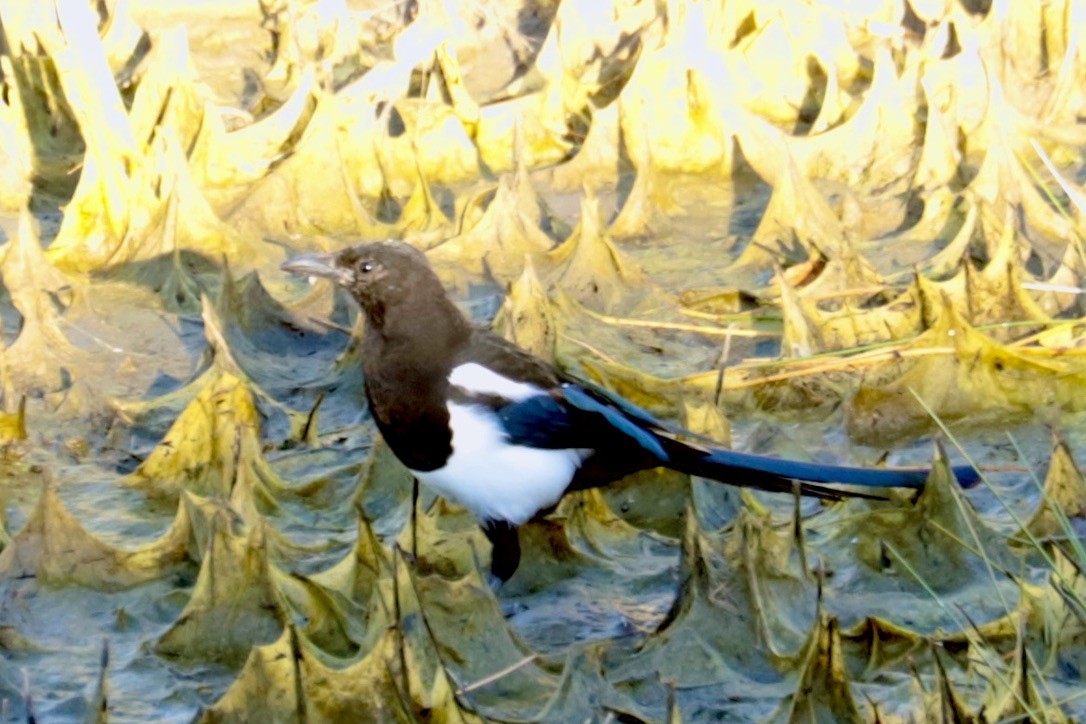 Black-billed Magpie - ML642892032