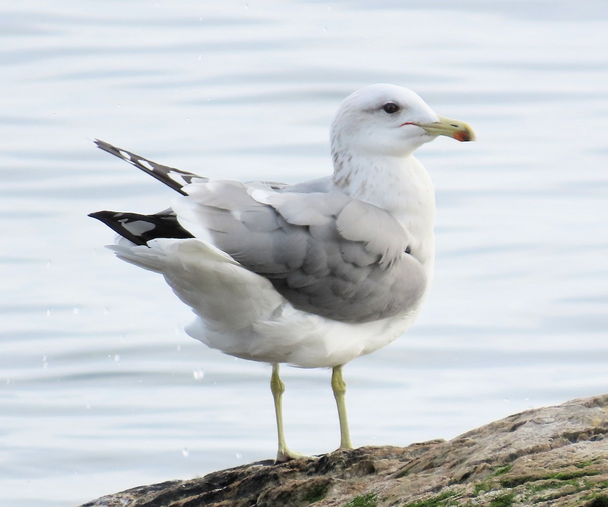California Gull - ML642892042