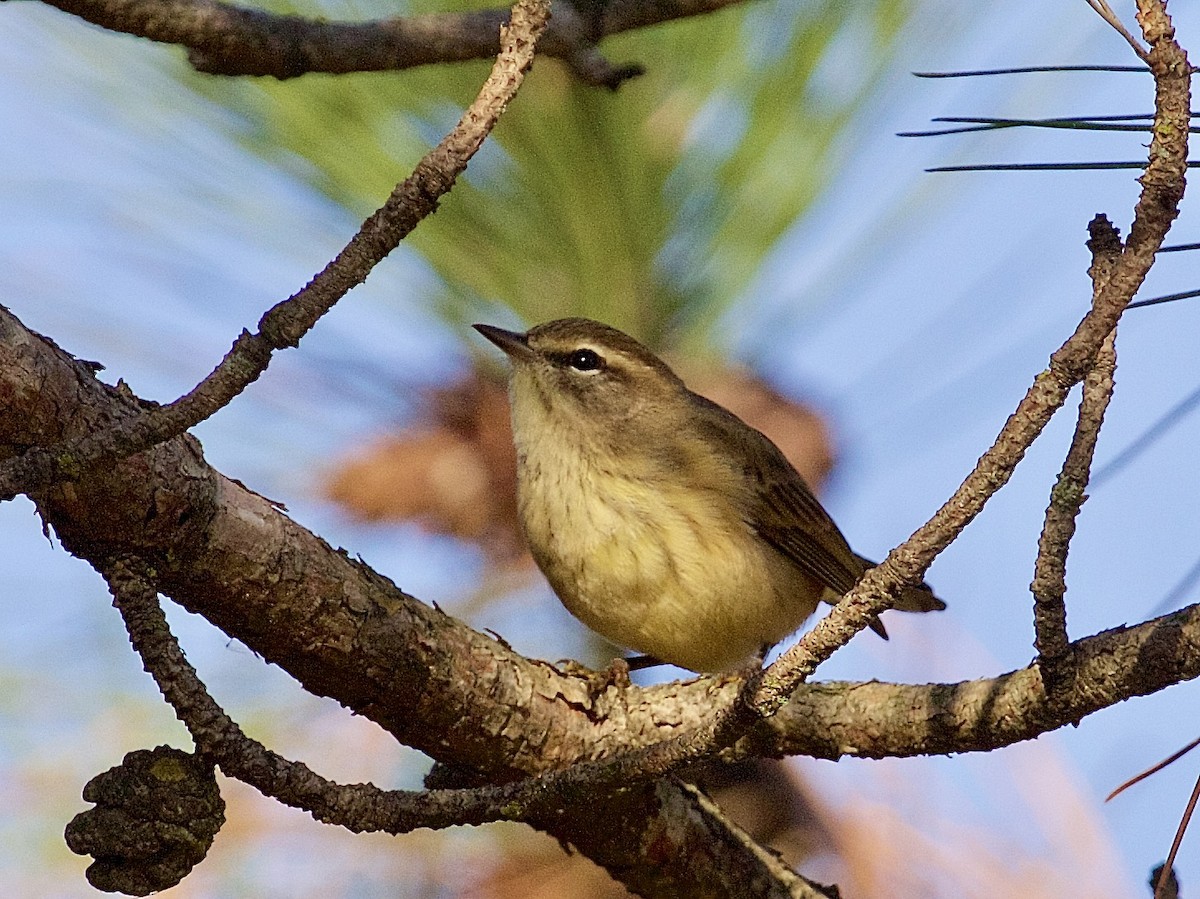 Palm Warbler - ML642892046
