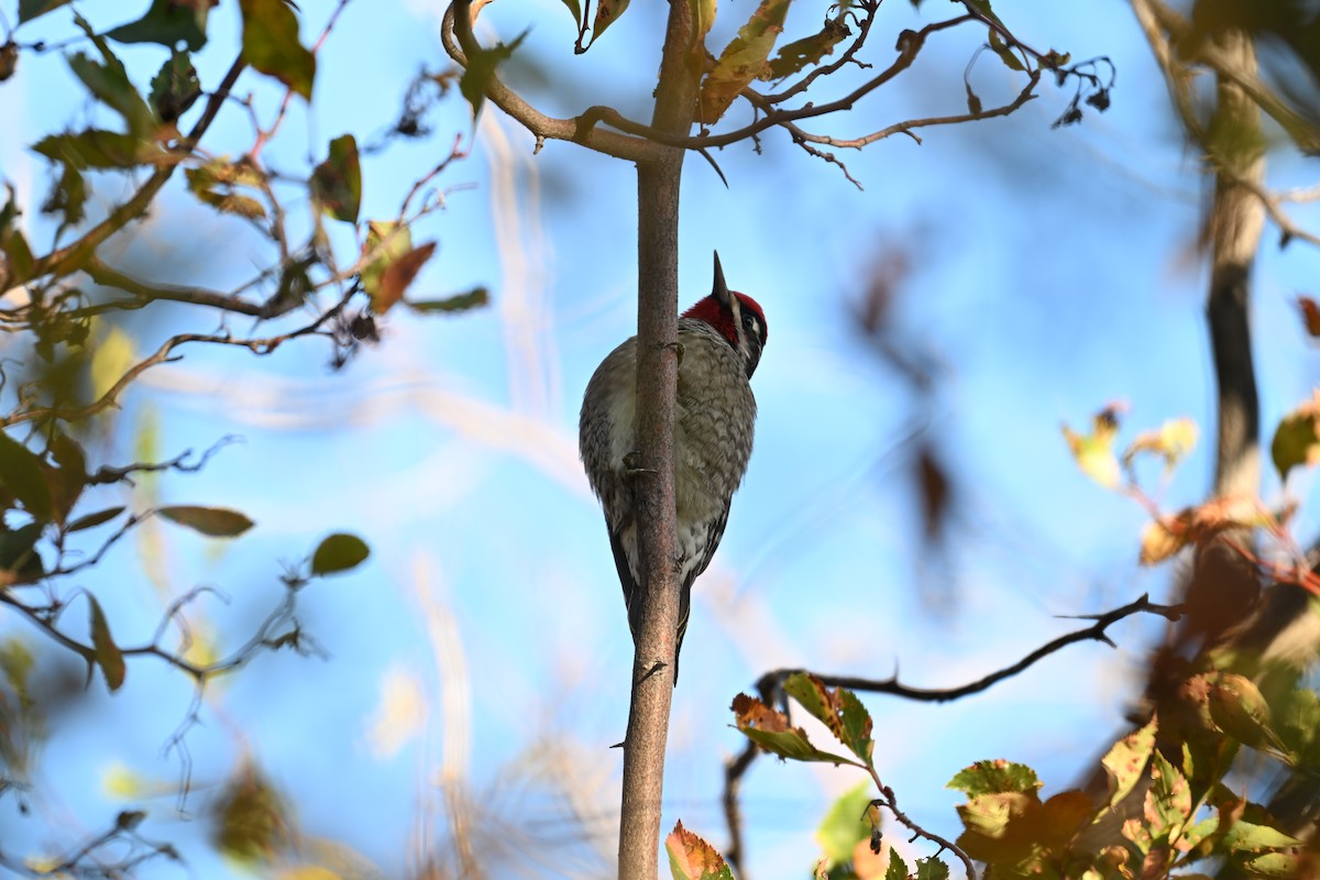 Red-naped Sapsucker - ML642892068