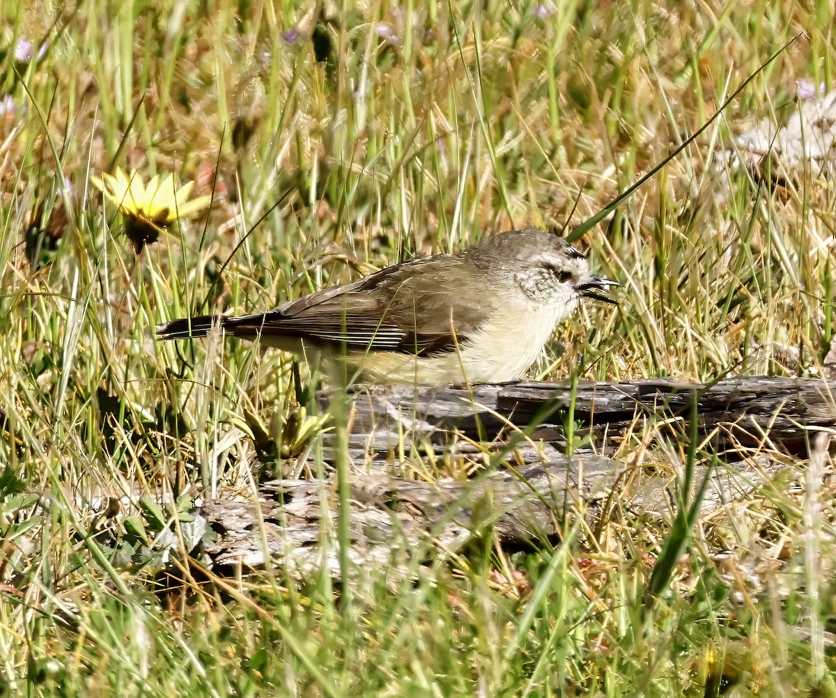 Yellow-rumped Thornbill - ML642892073