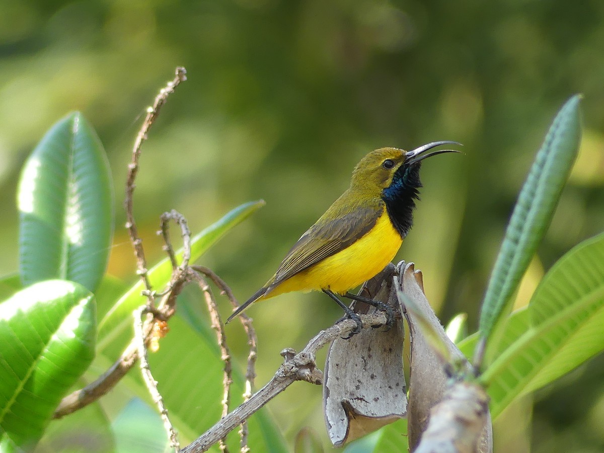 Sahul Sunbird - ML642892078