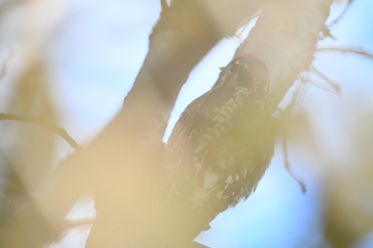 Red-naped Sapsucker - ML642892093