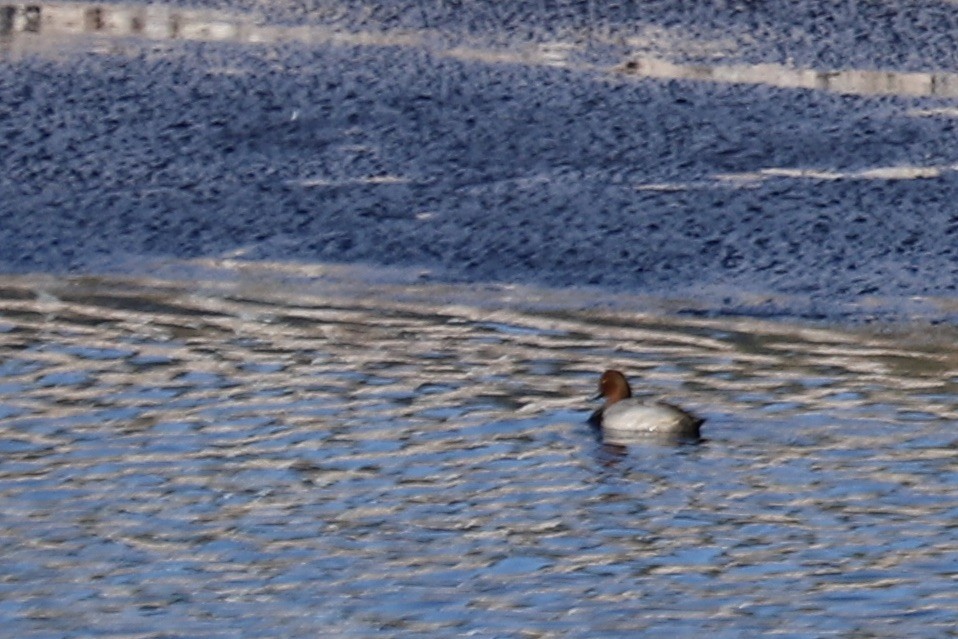 Redhead - ML642892097