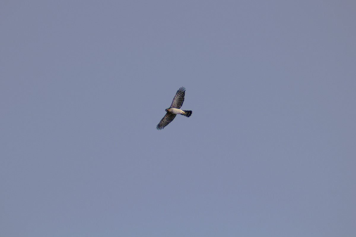 Red-tailed Hawk - ML642892098