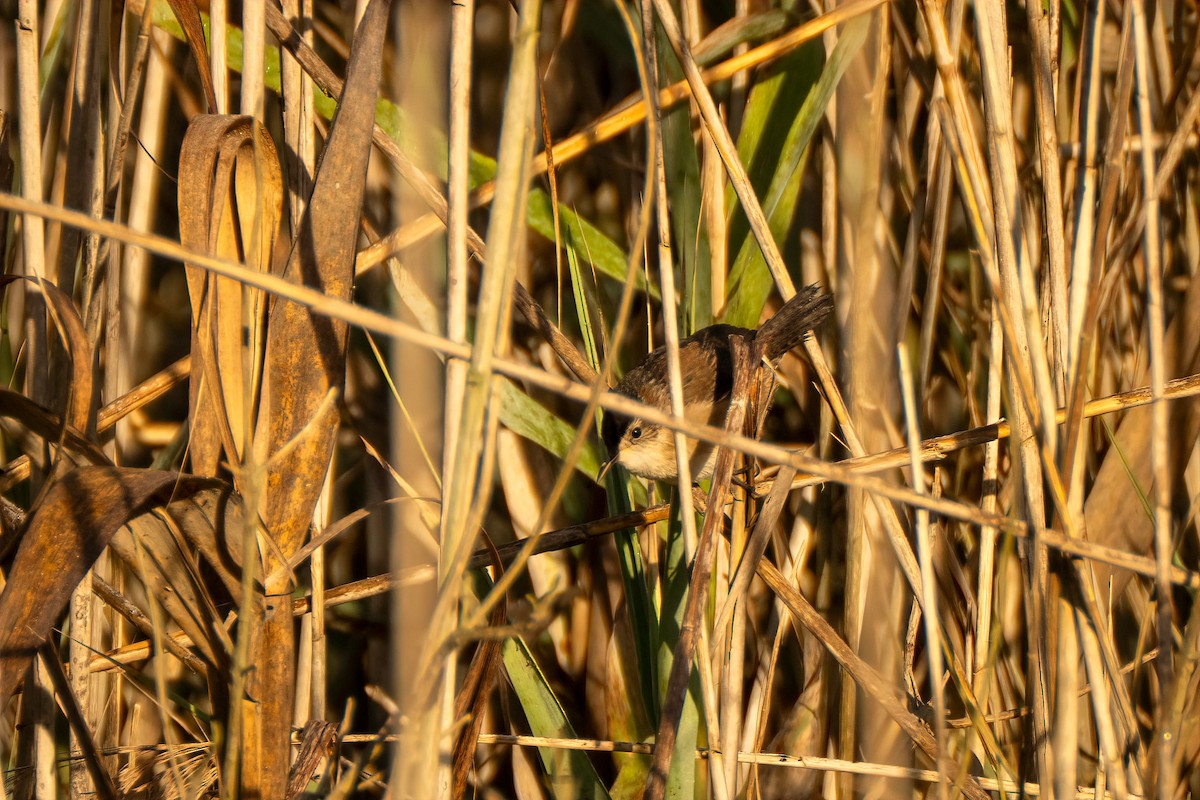 Marsh Wren - ML642892100