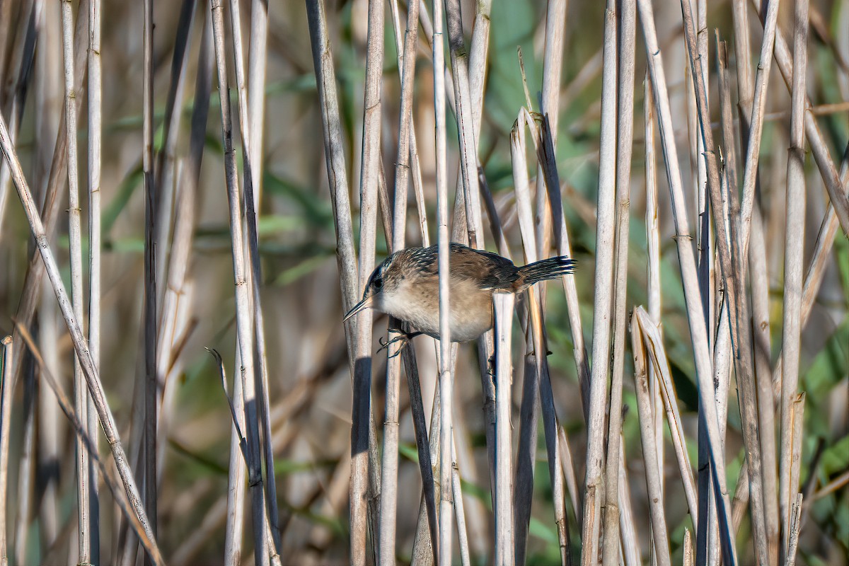 Marsh Wren - ML642892101