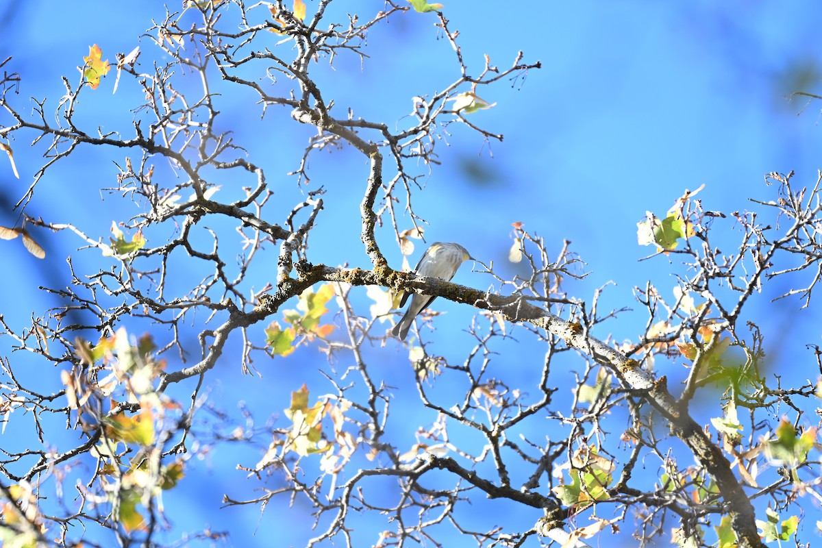 Yellow-rumped Warbler - ML642892105