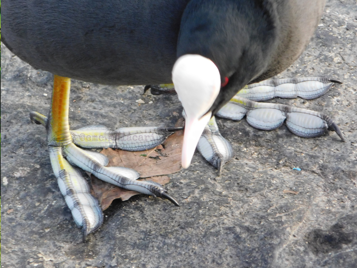 Eurasian Coot - ML642892107